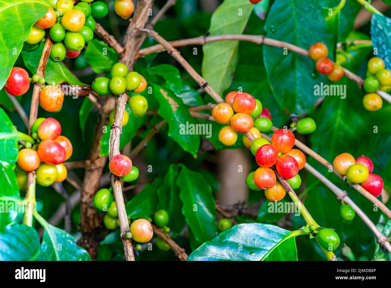 Grappoli di frutta di caffè colorata su un albero. Foto Stock