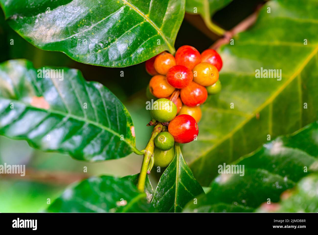 Primo piano di frutta matura e non matura a base di caffè arabica su un ramo di albero di caffè. Foto Stock