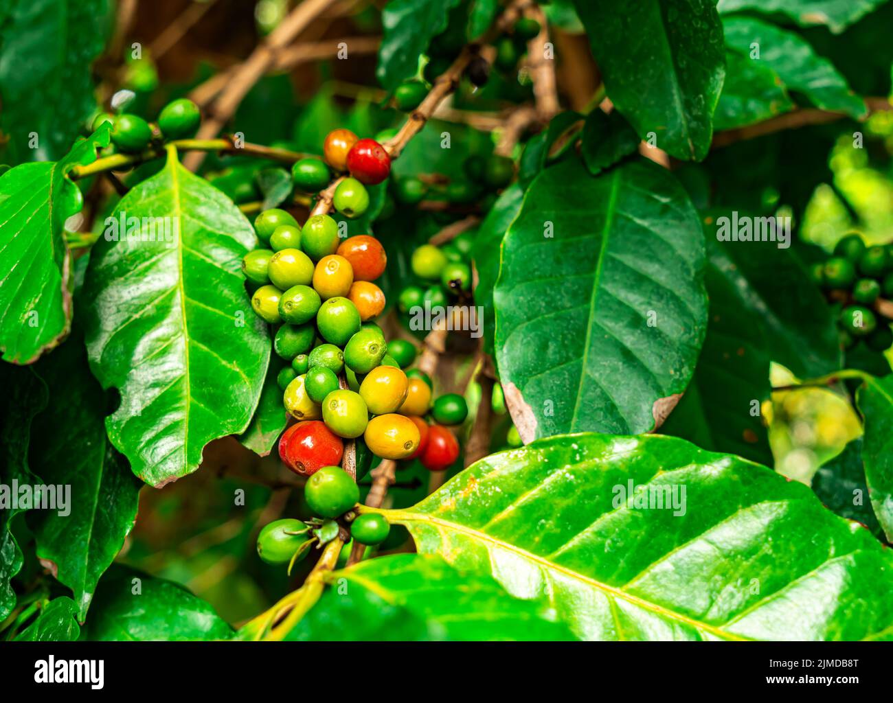 Grappoli di caffè arabica rosso e verde su rami di albero di caffè. Foto Stock
