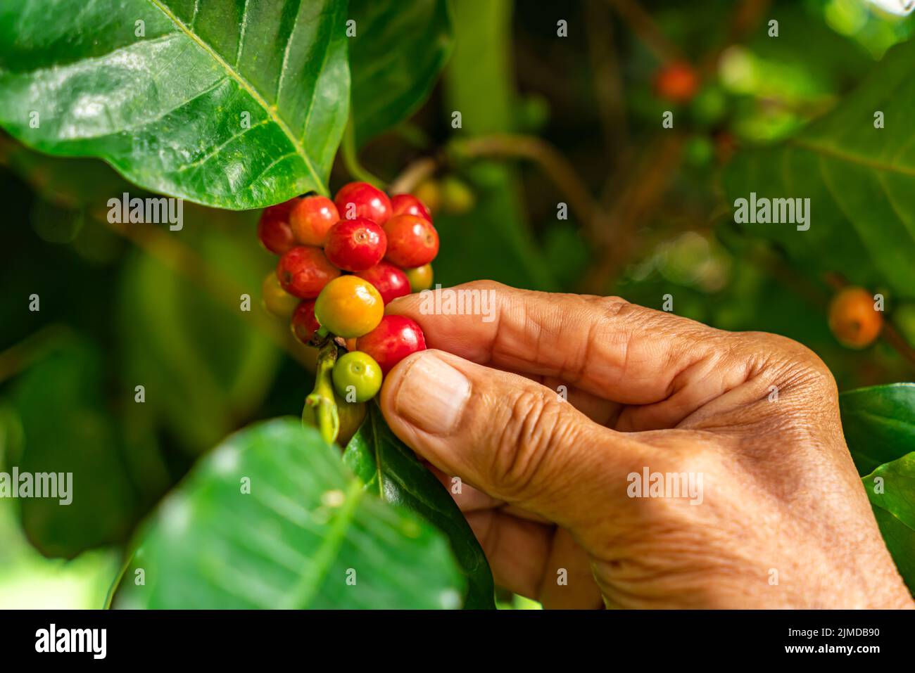 Coltivatore superiore mano controllare una frutta di caffè rosso su un ramo di albero di caffè. Foto Stock