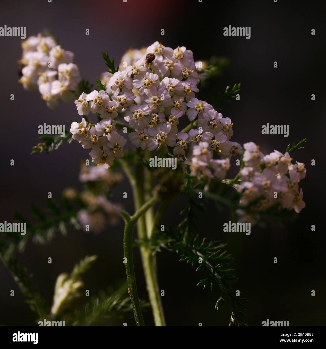 Comune yarrow (Achillea millefolium). Vehmersalmi, Finlandia, 2021-06-26 15:50 +03. Foto Stock