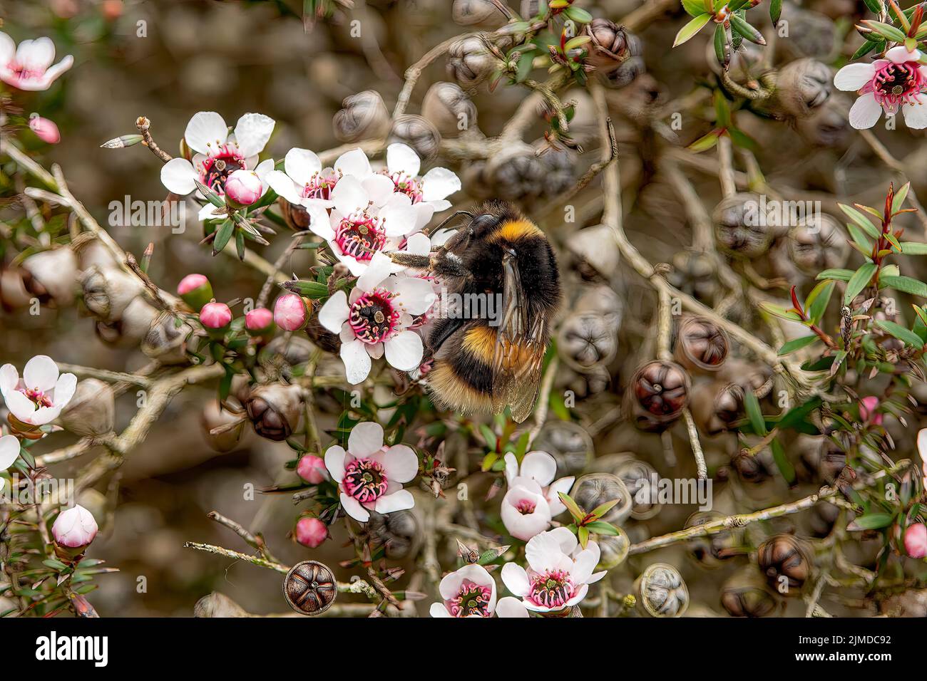 Bumblebee su Teatree, Coleton Fishacre House, vicino Kingswear, Devon, Inghilterra Foto Stock