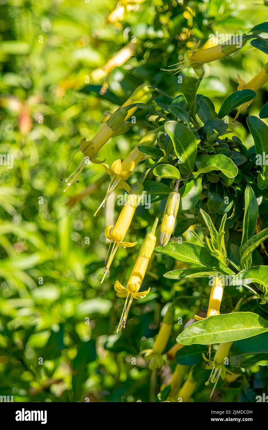 Correa glabra, Yellow Rock Correa Foto Stock