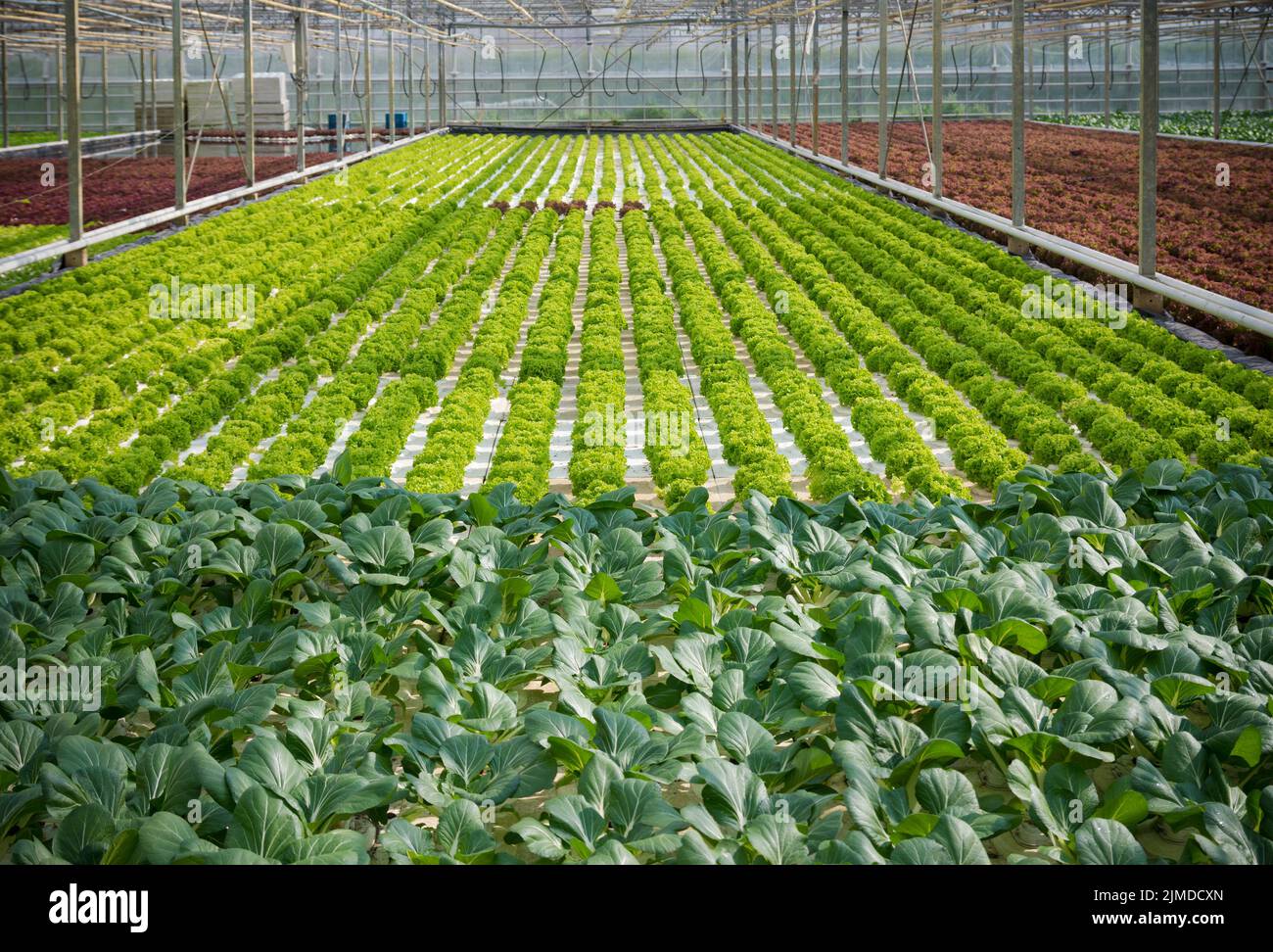 Interno serra commerciale Foto Stock