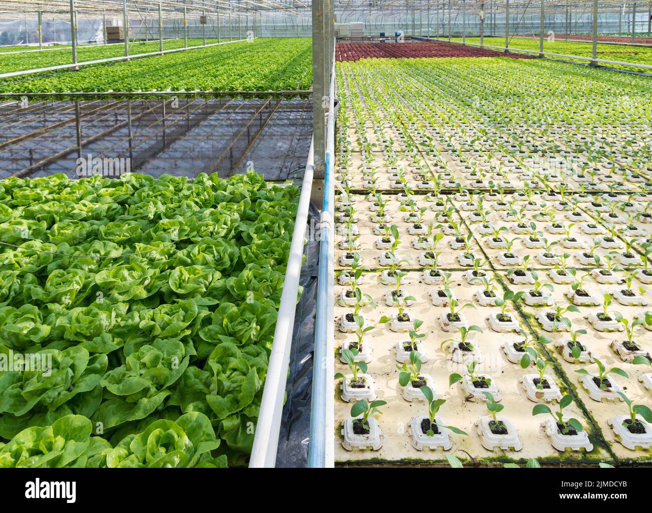 Serra con lattuga Foto Stock