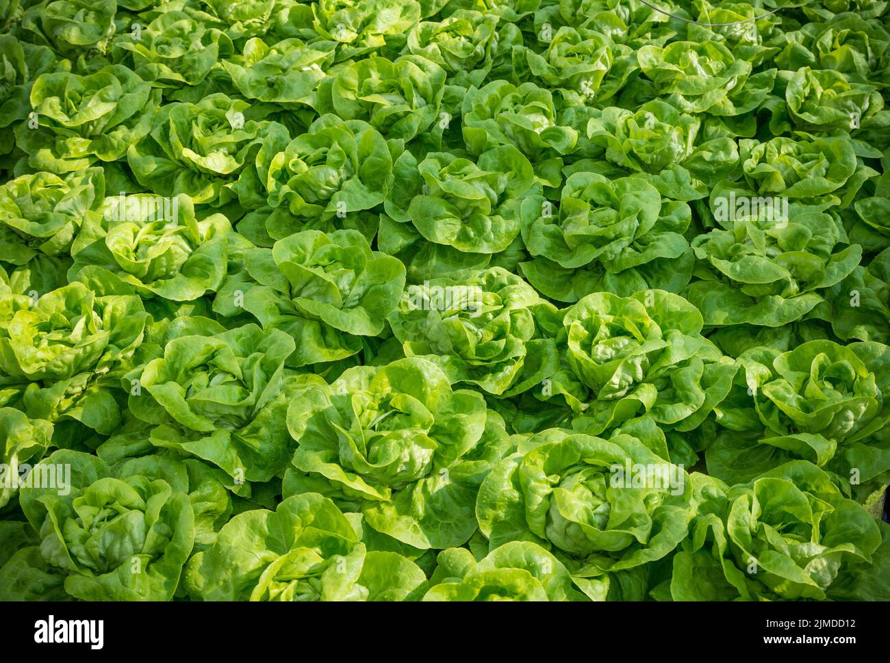 Primo piano delle lattughe Foto Stock