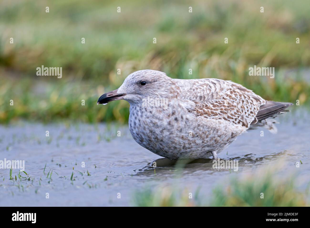 European Herring Gull uccello giovanile in primo inverno piumaggio Foto Stock