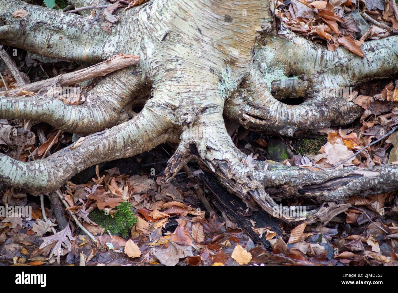 Nodose radici di albero Foto Stock