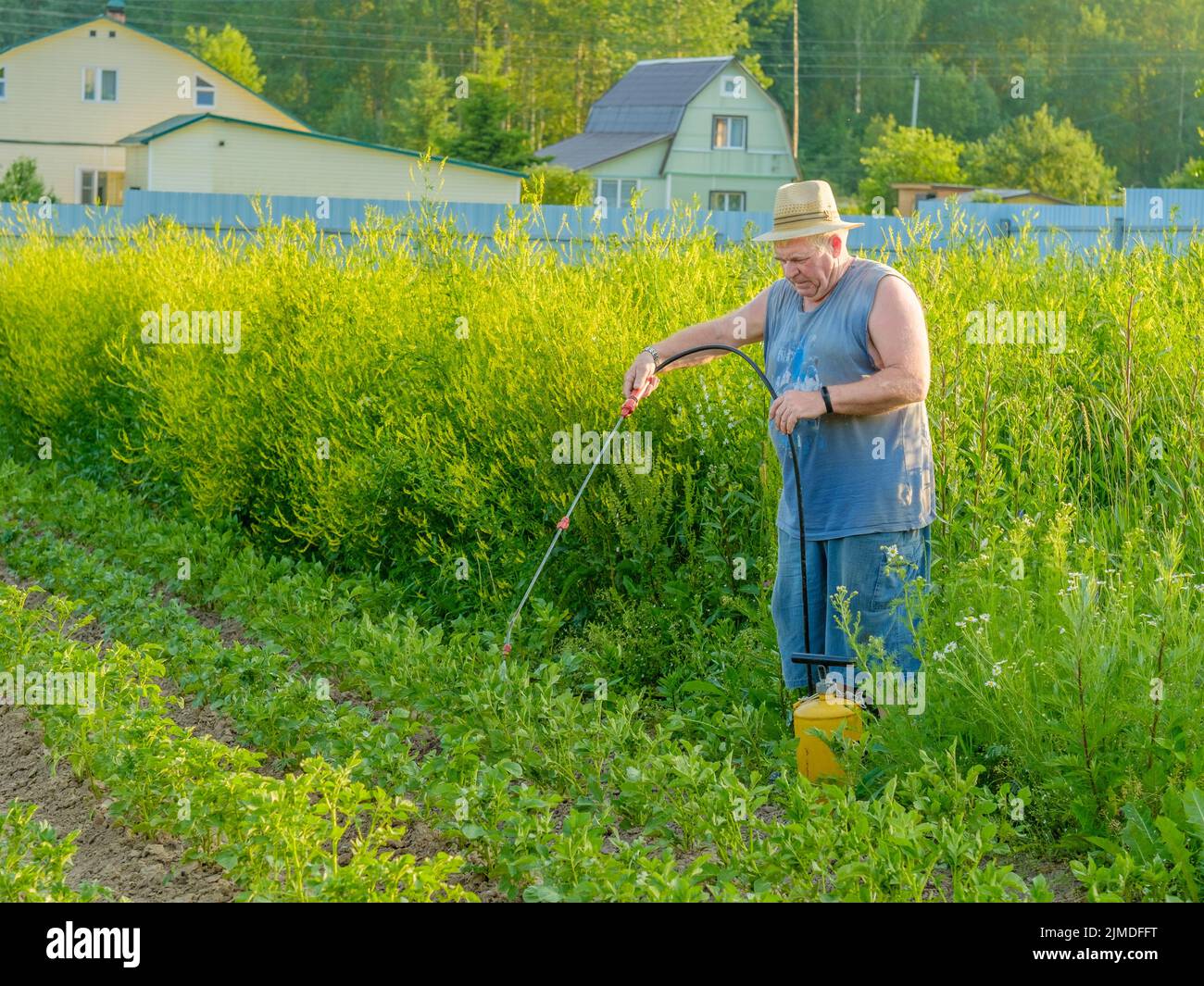 Un uomo anziano in un cappello spruzza un insetticida sulle cime delle patate. Foto Stock