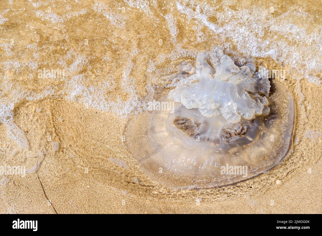 Grande medusa morta sulla sabbia della spiaggia di mare in un giorno d'estate. Le onde si lavano sul corpo della medusa. Un animale marino po Foto Stock