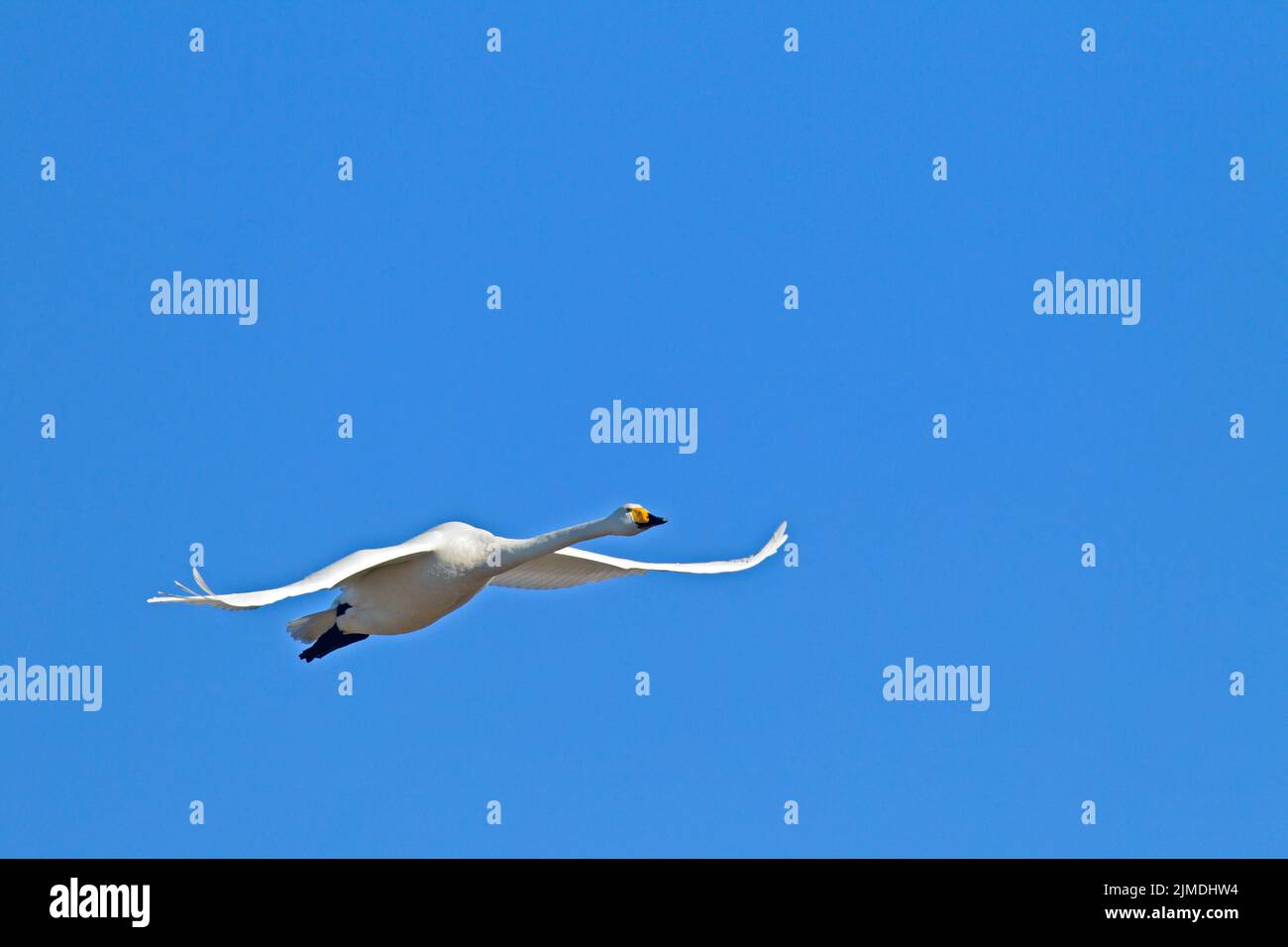 Whooper Swan in volo / Cygnus cygnus Foto Stock