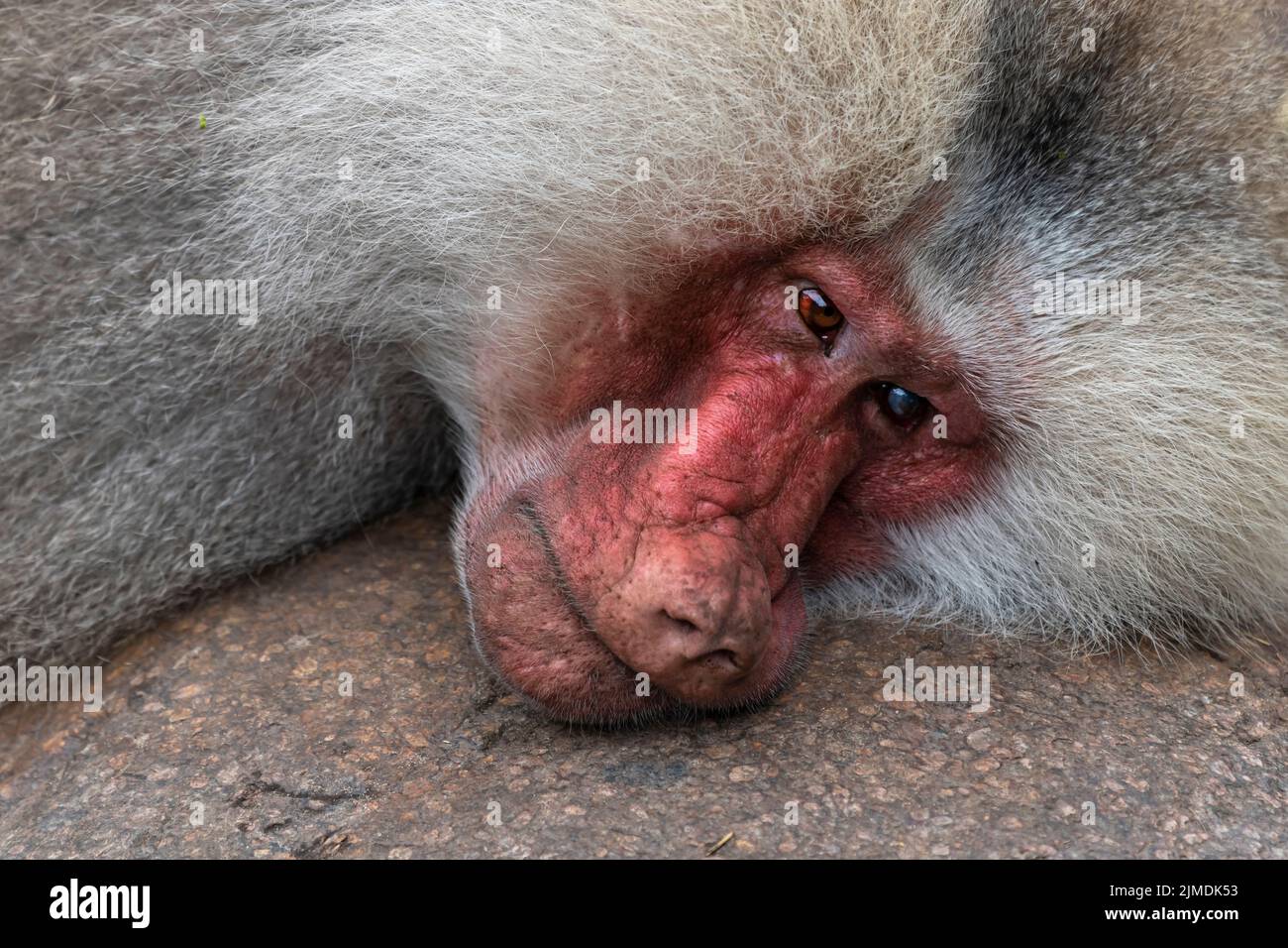 Testa di un babbuino giacente Papio cynocephalus Foto Stock