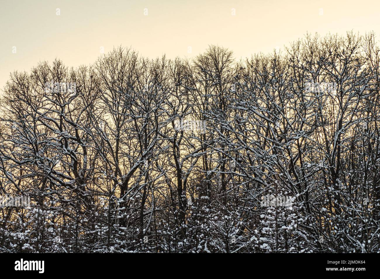 Alberi ricoperti di Frost bianco su Foggy Sky background Foto Stock