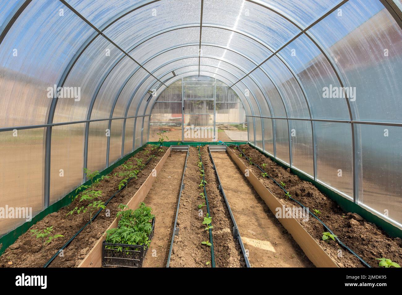 Verdure in serra gocciola irrigazione Foto Stock