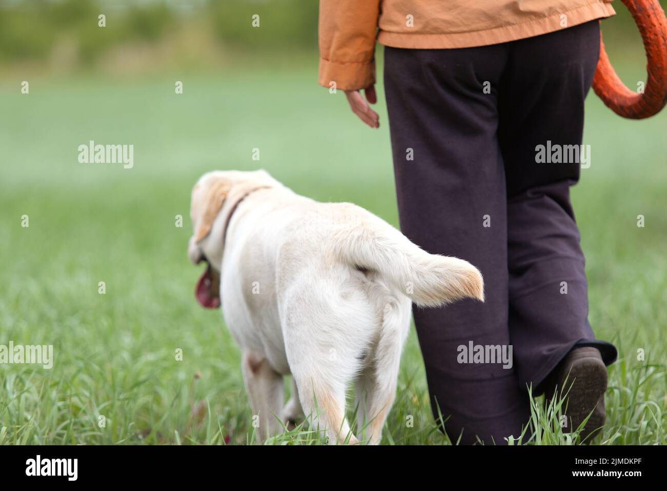 Labrador Retriever processo di allenamento all'aperto nel parco verde Foto Stock