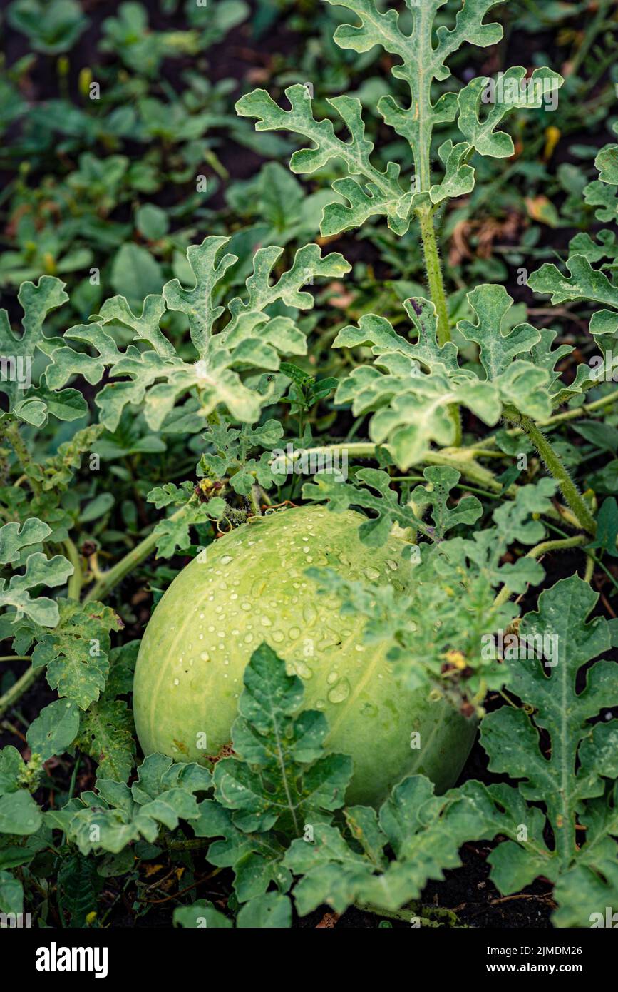 Macro di cocomero Fiore con giovane cocomero. Cocomero che cresce nel campo, con foglie e fiori. Foto Stock