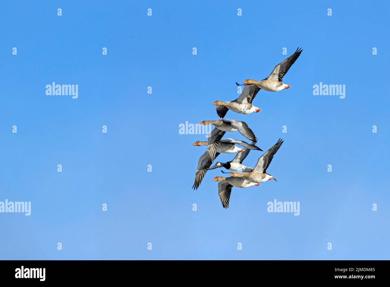 Greylag Geese e Barnacle Goose sulla costa del Mare del Nord Foto Stock
