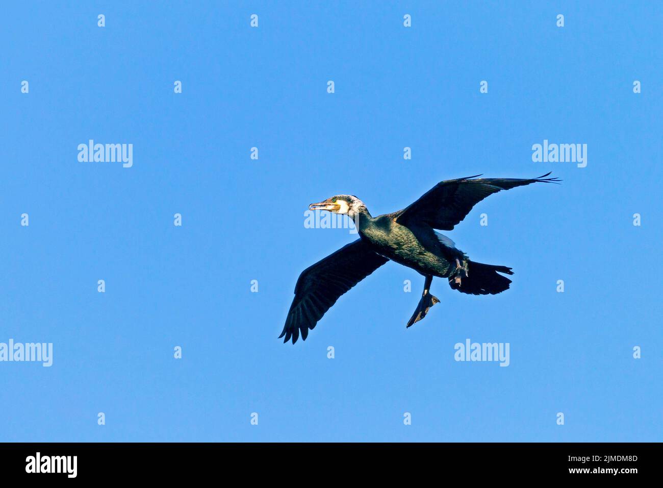 Cormorano Phalacrocorax carbo sinensis in piumaggio di allevamento Foto Stock