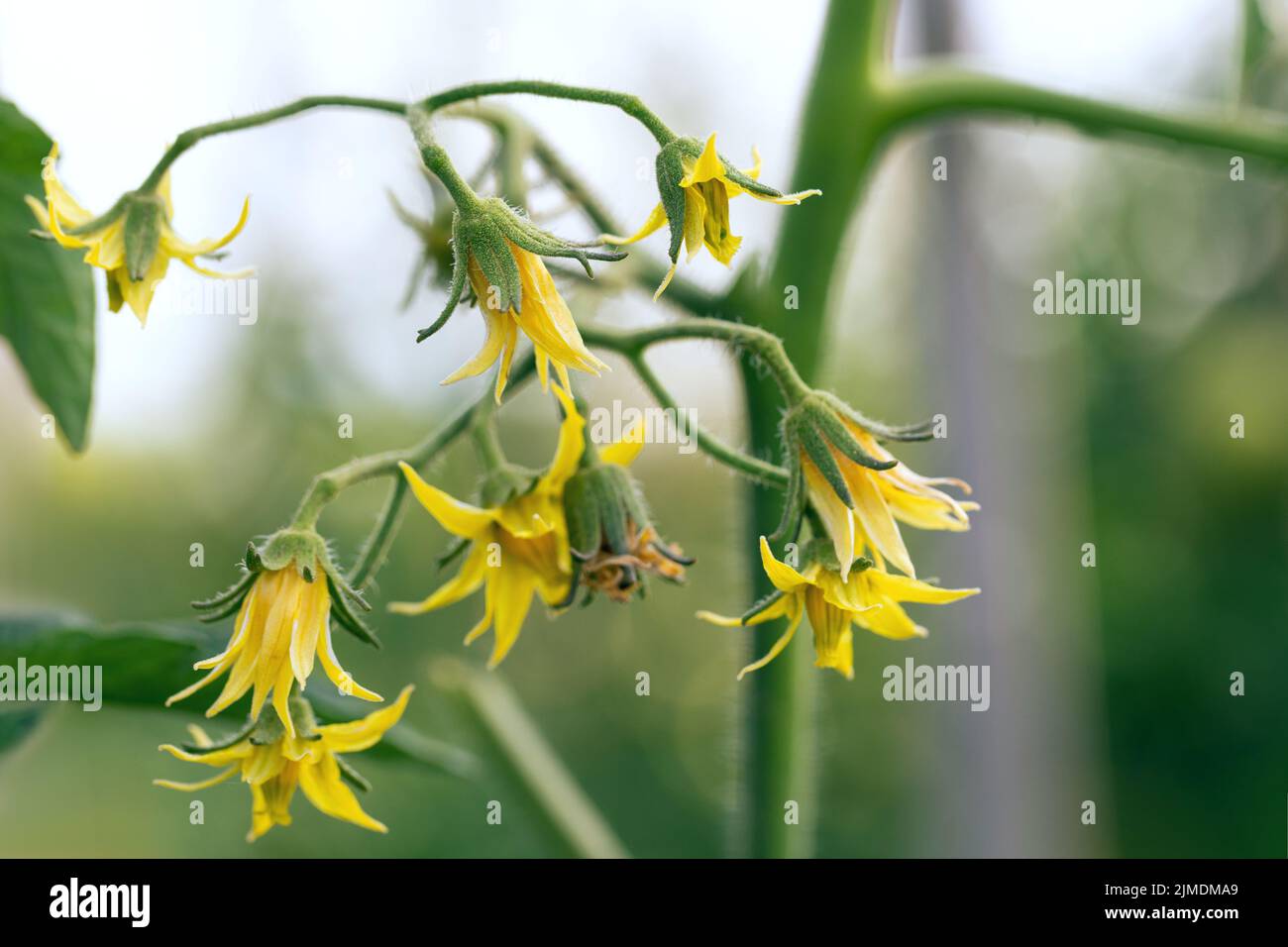 Fiore di pomodoro in macro focus e altri fiori, gemme e gambi fuori fuoco. Foto Stock