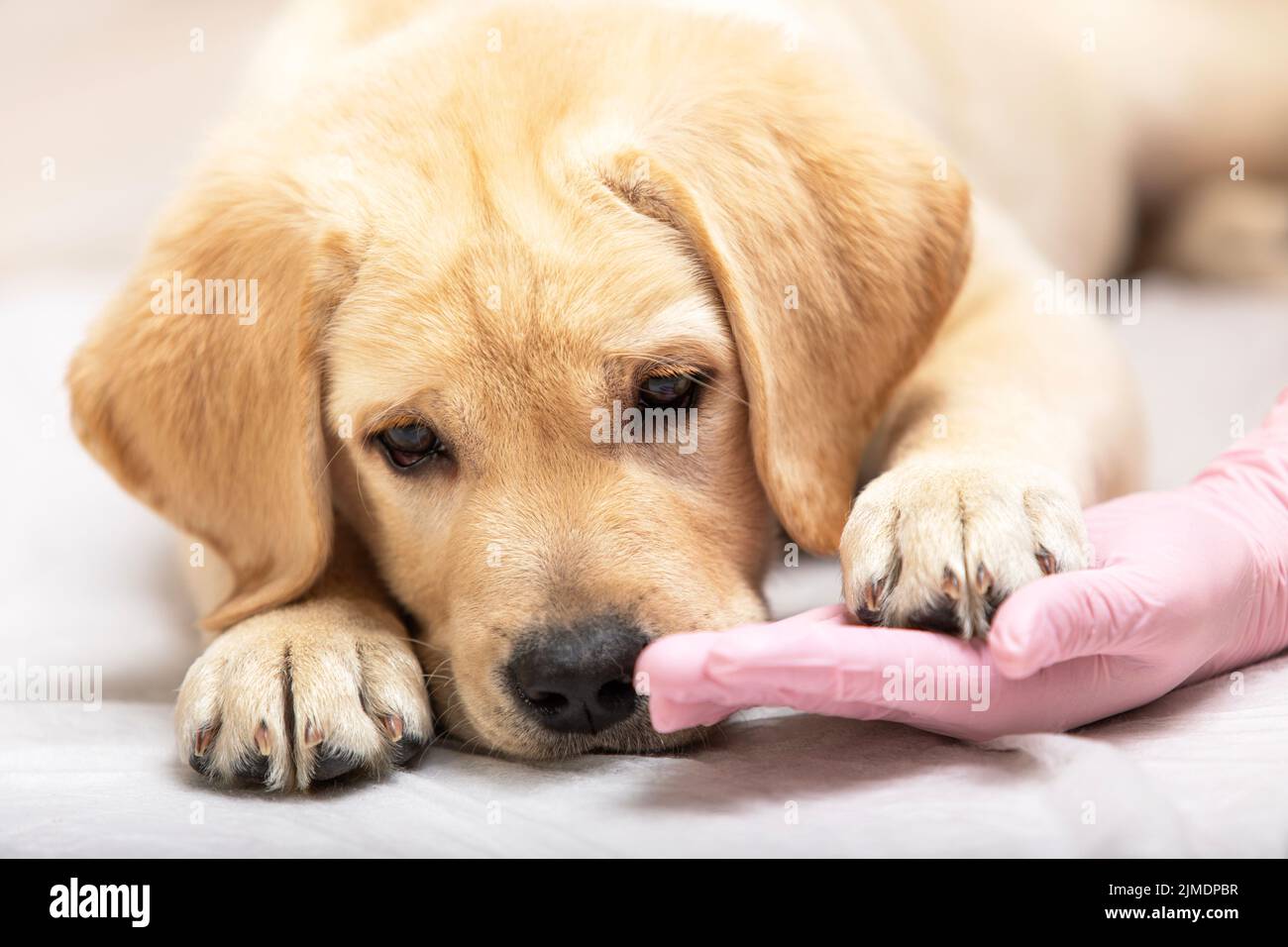 Cucciolo leggero labrador alla reception del veterinario, cura per gli animali domestici Foto Stock