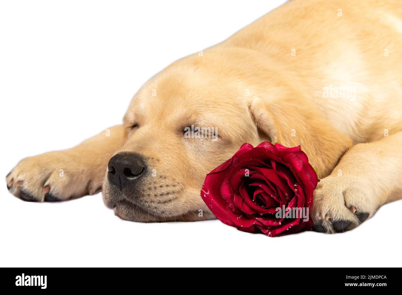 Cucciolo che dorme. Labrador retriever cane con rosa isolato. Foto Stock