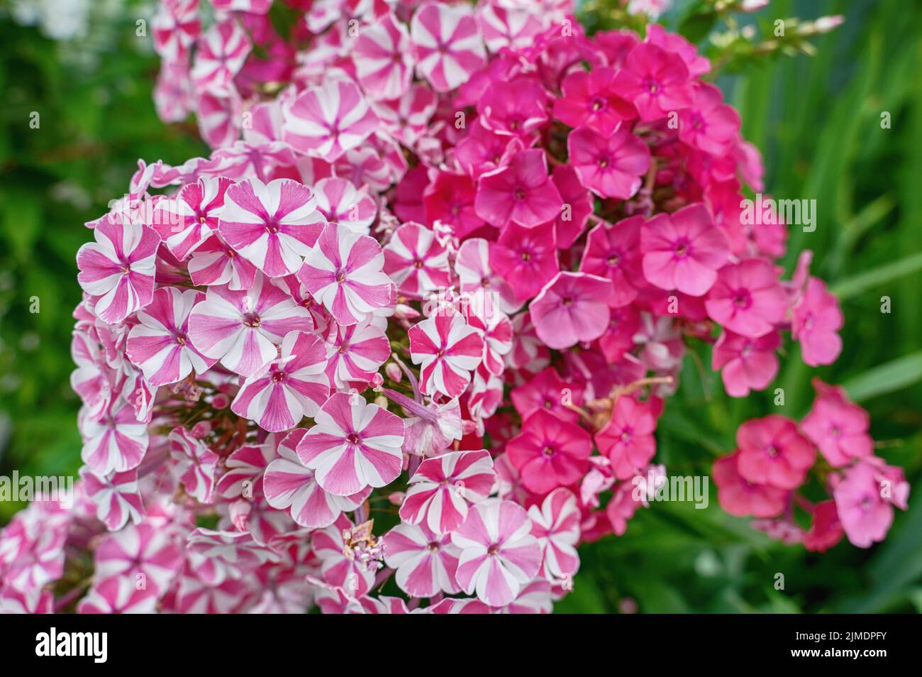 Bella rosa, fiori estivi di Phlox Paniculata 'Laura', Phlox paniculata, flox autunno, flox giardino, flox perenne. Foto Stock