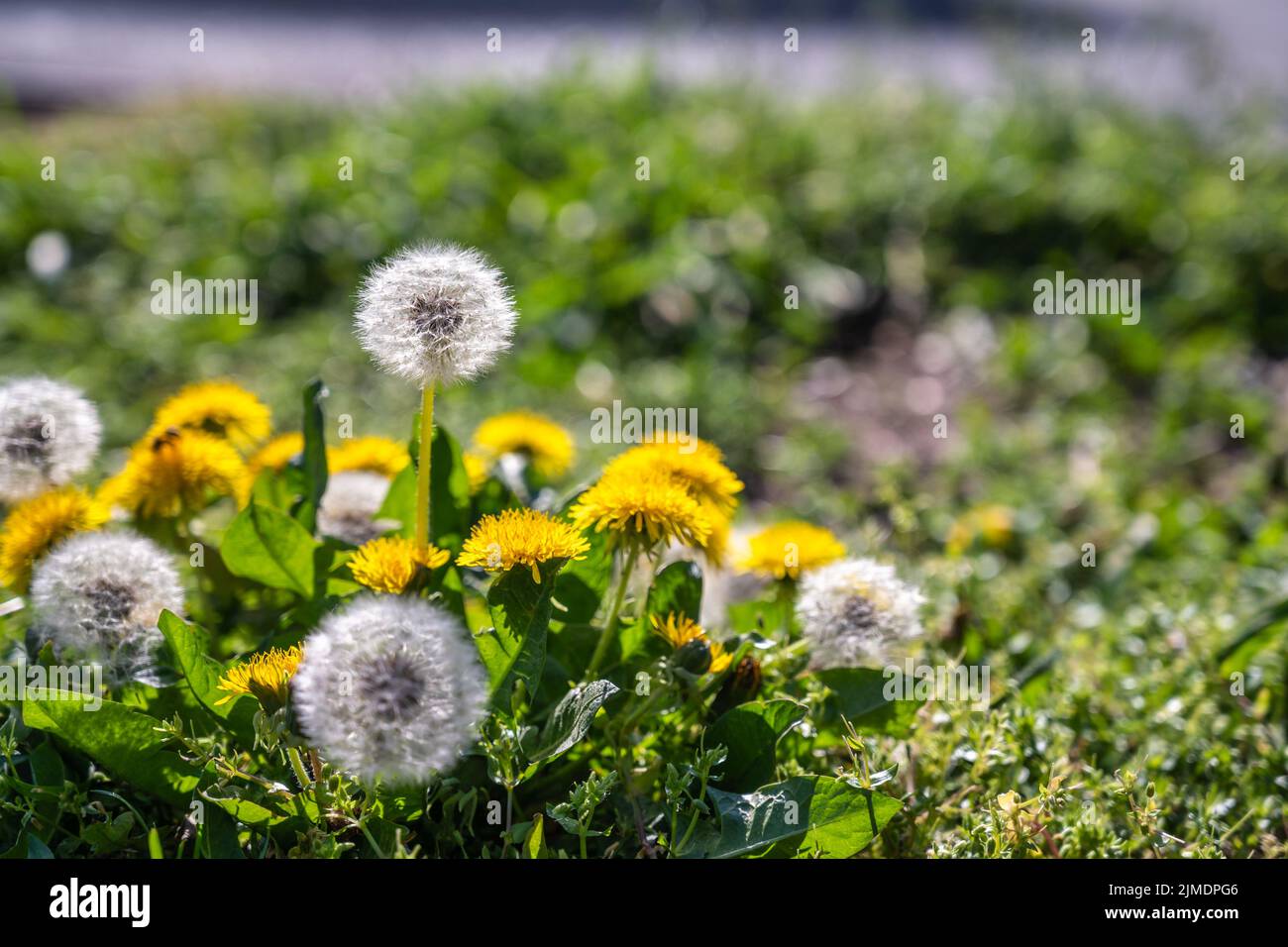 Campo con i dandelioni gialli e i dandelioni fioriti in primavera stagione Foto Stock