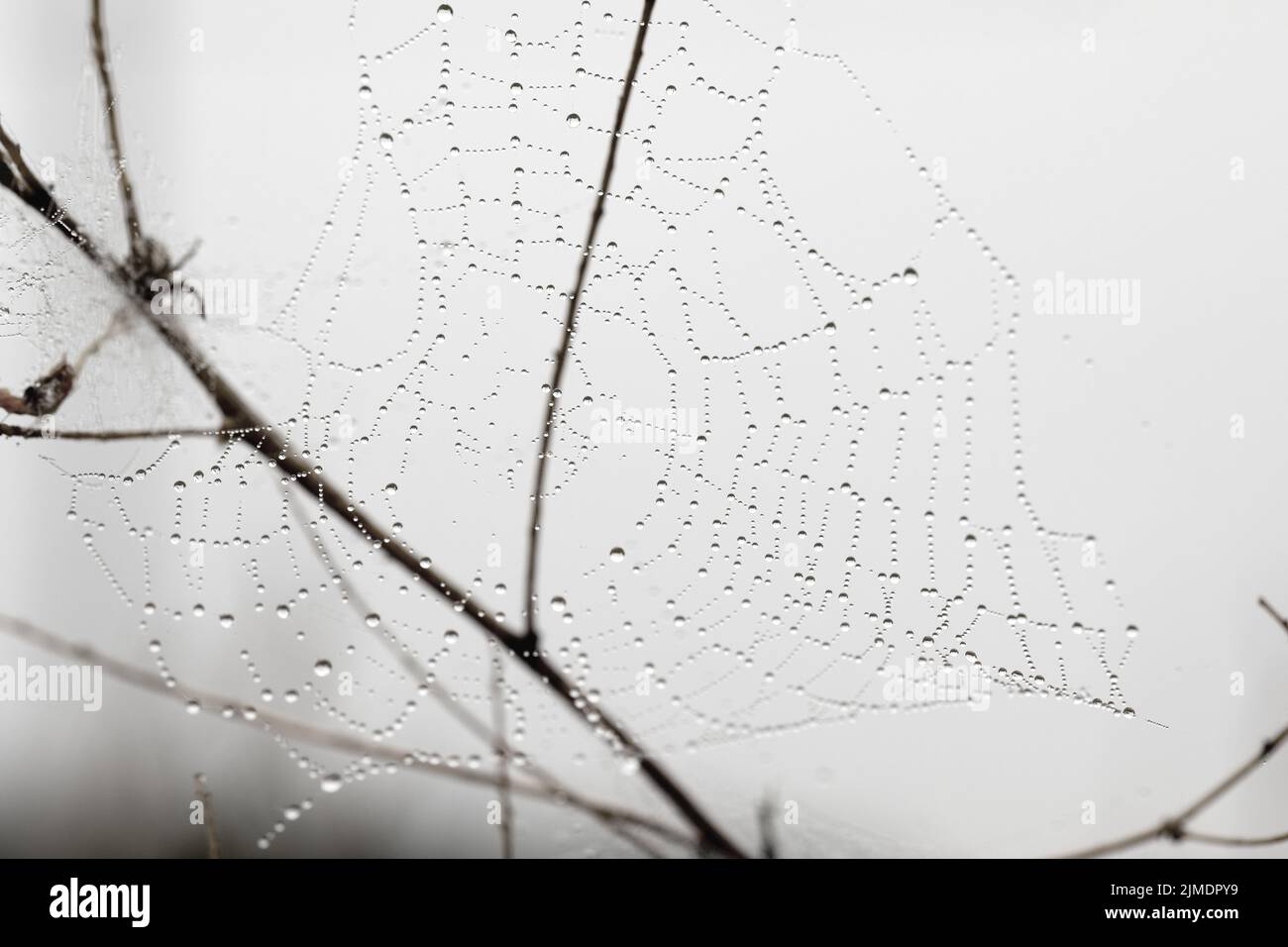 Ragnatela rotonda su piante di campo in mattina nebbia Foto Stock