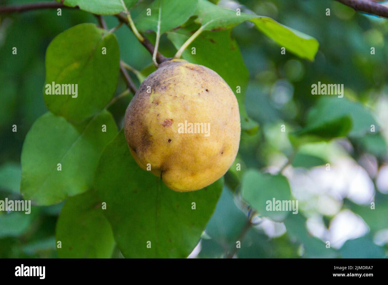 Frutta di cotogna sul ramo malato dell'albero nel frutteto Foto Stock