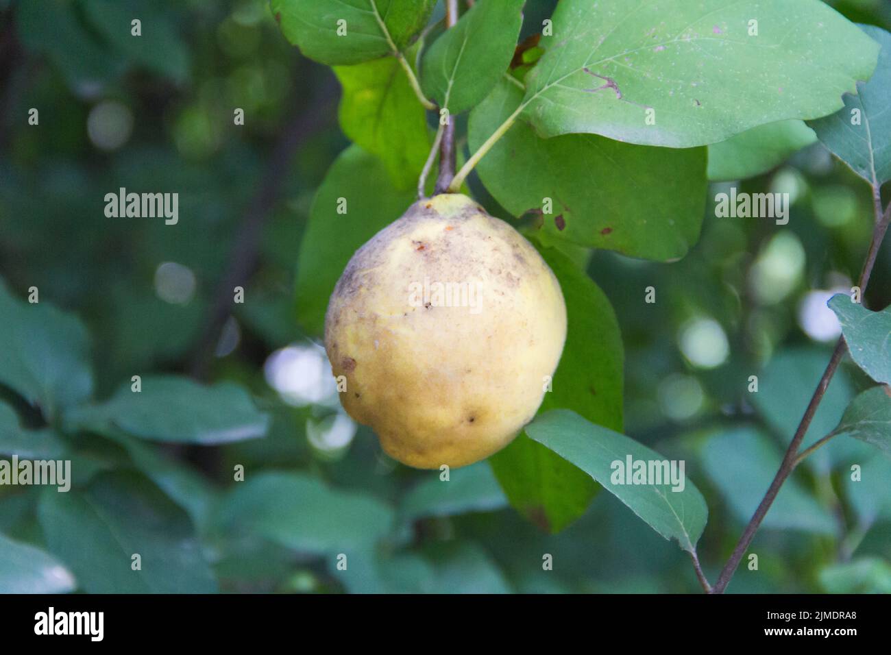 Frutta di cotogna sul ramo malato dell'albero nel frutteto Foto Stock