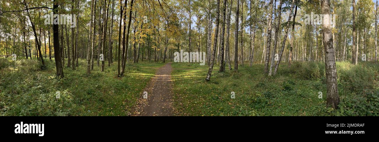 Panorama dei primi giorni di autunno in un parco, lunghe ombre di alberi, cielo azzurro, gemme di alberi, Trunks di bocce, giorno di sole, percorso i Foto Stock