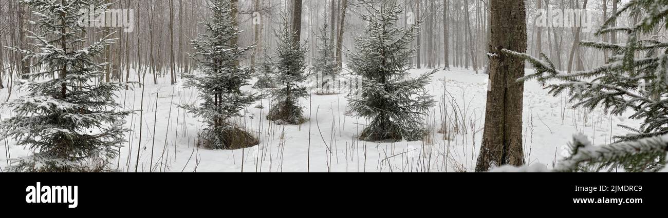 Immagine panoramica di piccoli abeti in parco innevato con tempo nuvoloso, aghi di un abeto di colore verde, il legno Foto Stock Immagine panoramica di piccoli abeti in parco innevato con tempo nuvoloso, aghi di un abeto di colore verde, il legno Foto Stock