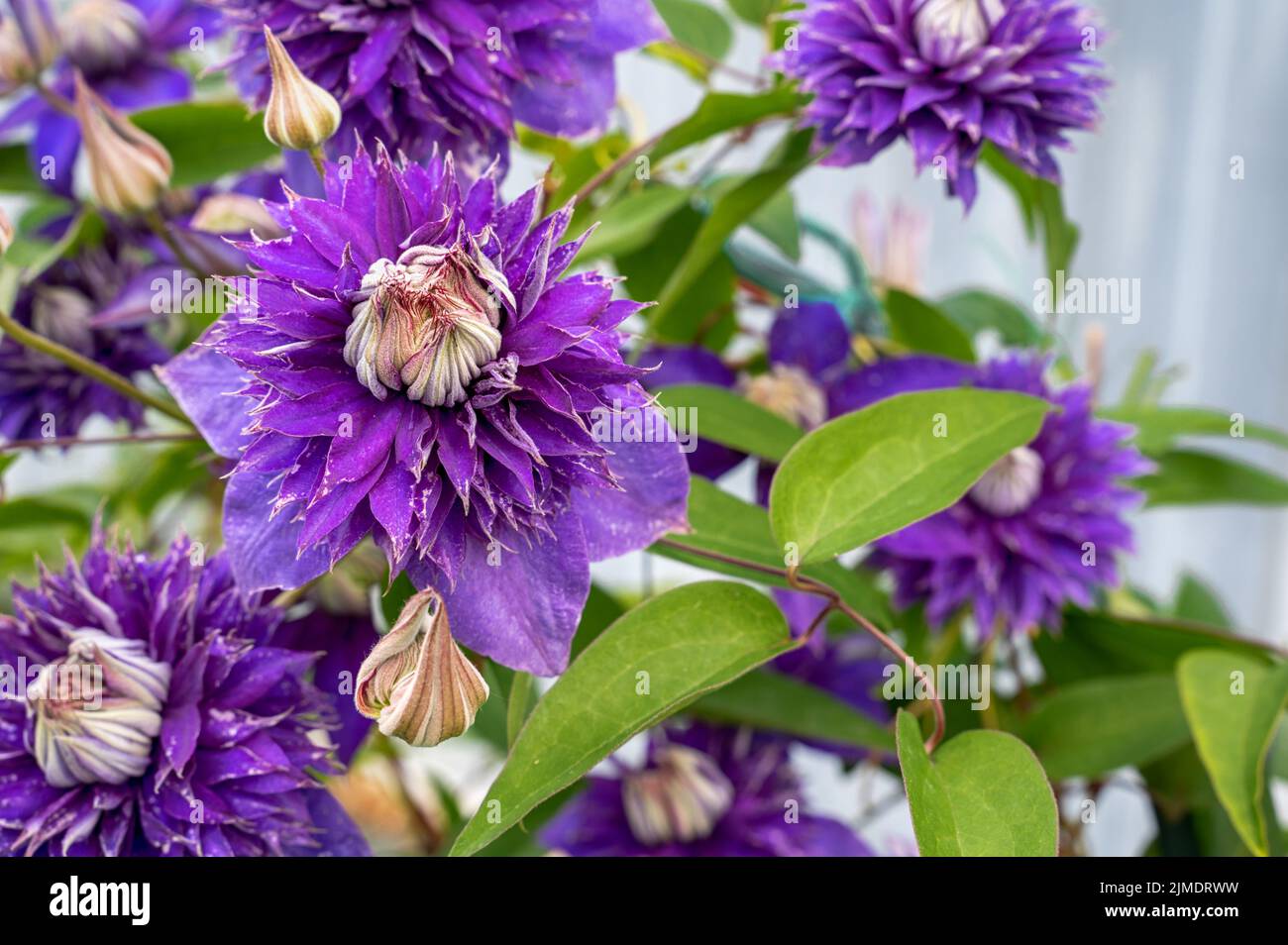 terry clematis viola Multi blu bella terry clematis fiori primo piano. Un grande fiore con petali viola con punte verdi crescerà nel giardino. Foto Stock