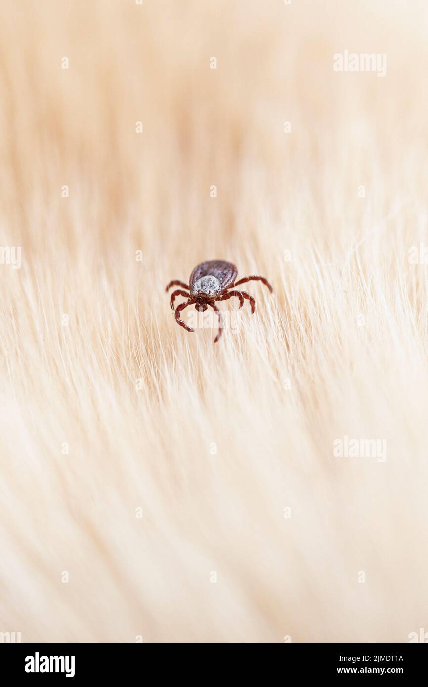 Parassita di zecca del cane contagioso dermacentor arachnid su sfondo animale sfocato Foto Stock