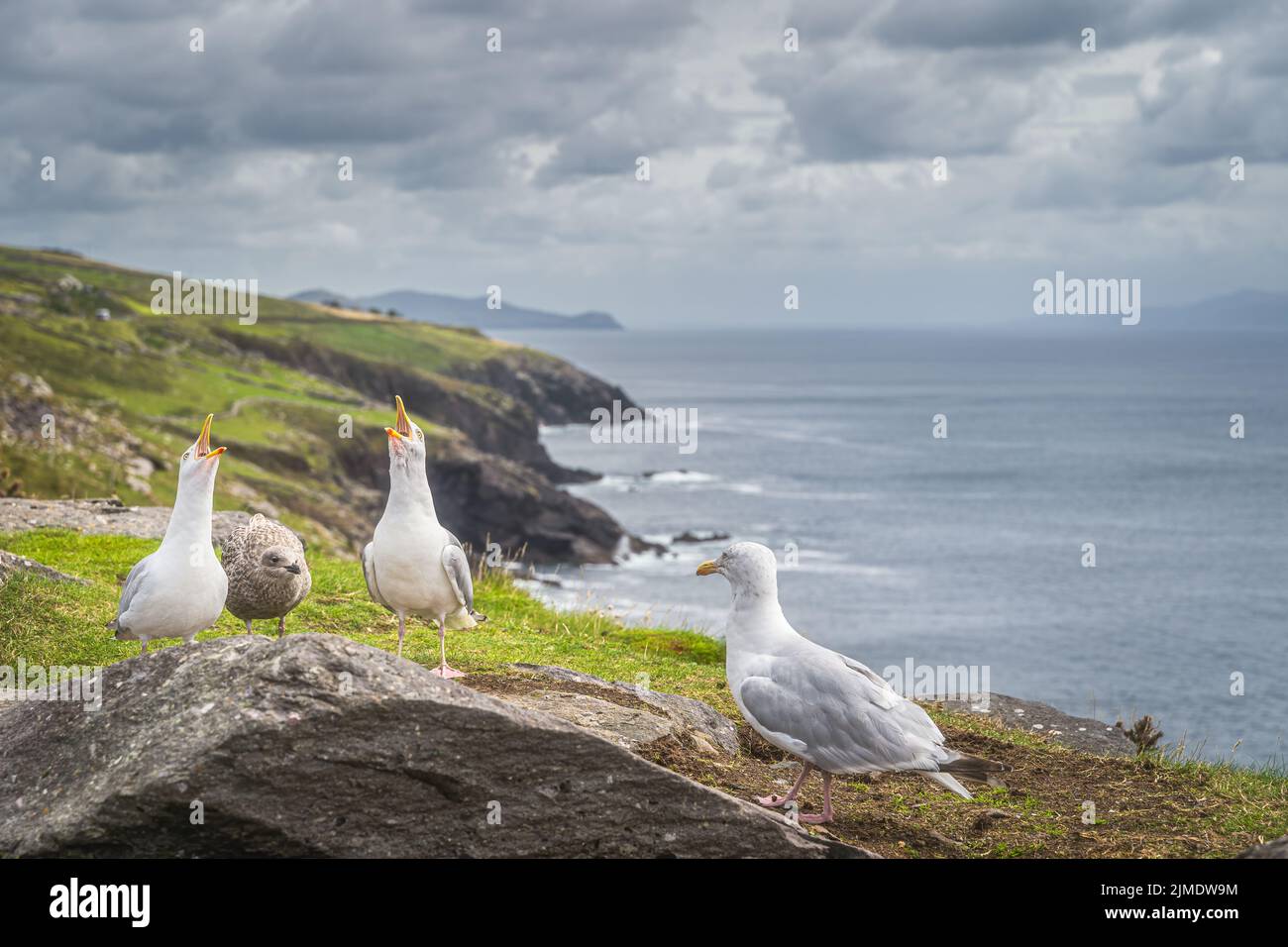 Gabbiano seduto sulle rocce e cantando, splendida costa di Wild Atlantic Way sullo sfondo Foto Stock