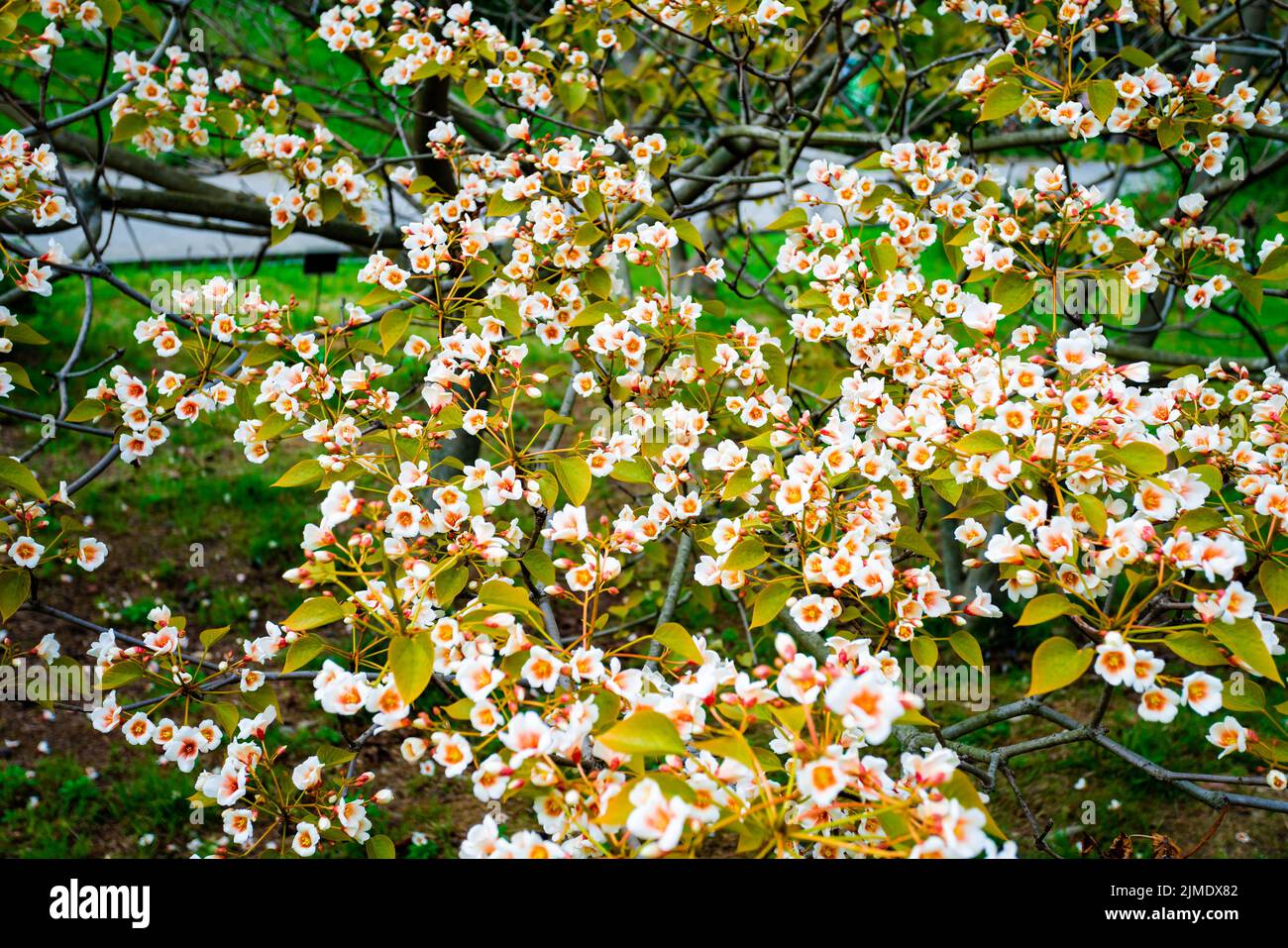 Fiori bianchi aleuriti albero euphorbiaceae in primavera Foto Stock