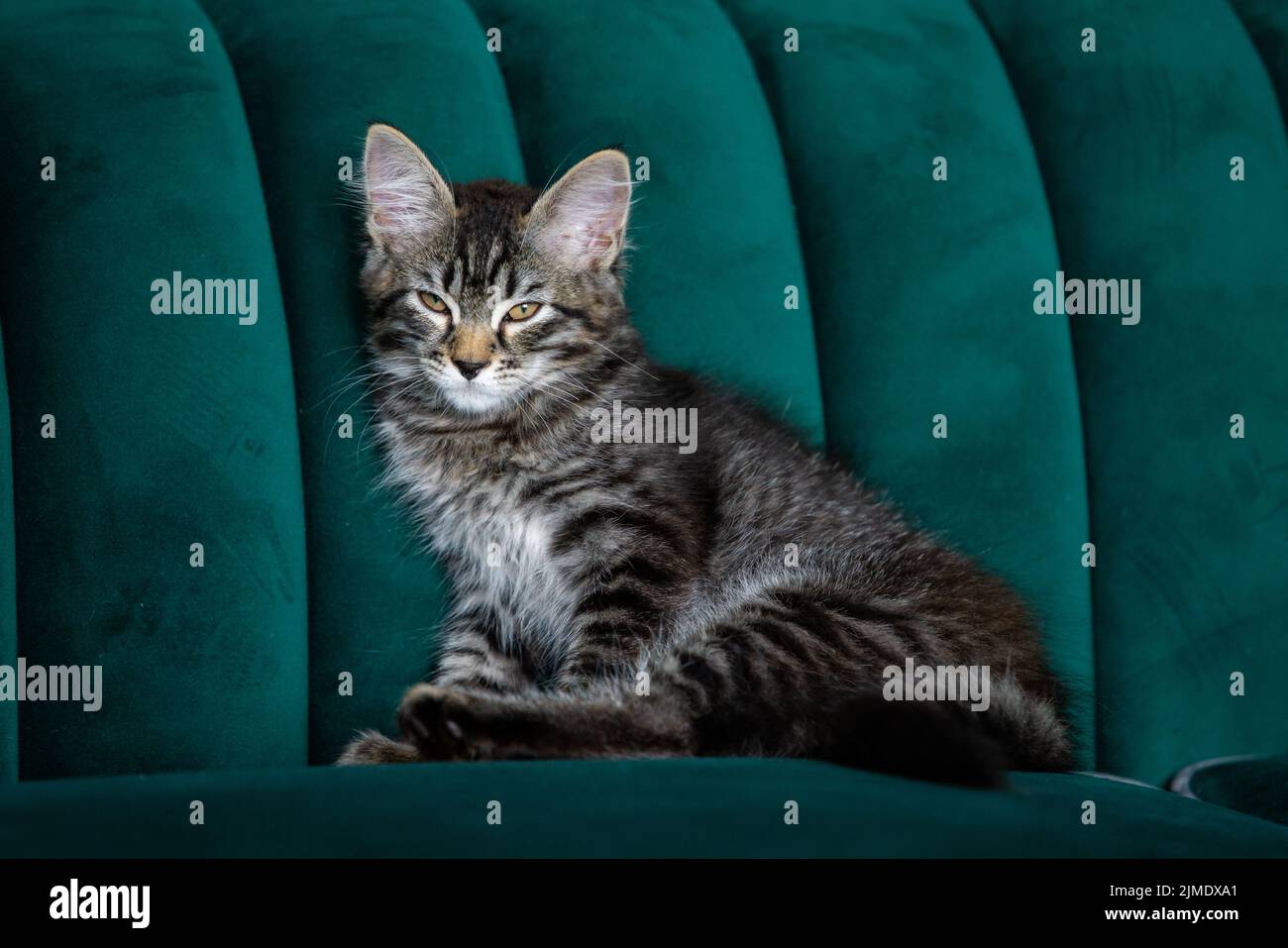 Gattino è molto bello. Gattino grigio Foto Stock