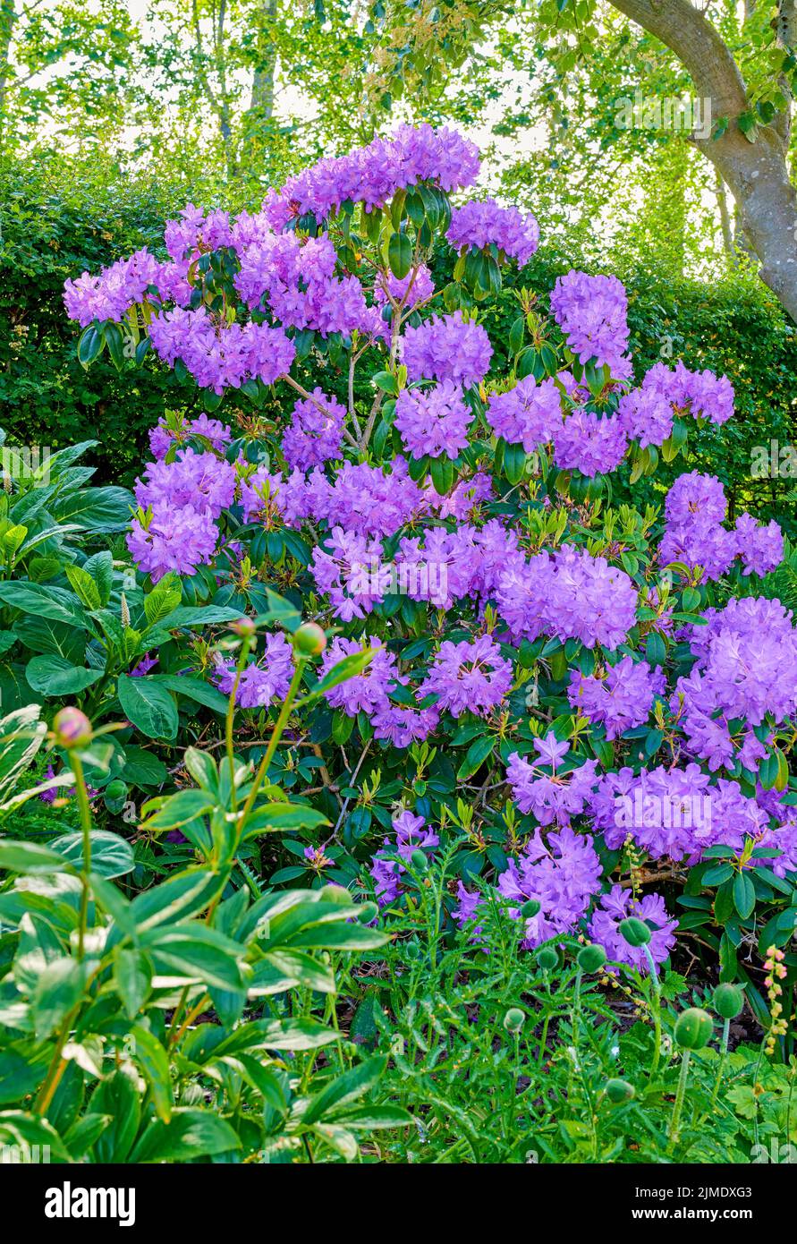 Fiori di rododendro viola. Una serie di rododendri viola nel mio giardino. Foto Stock