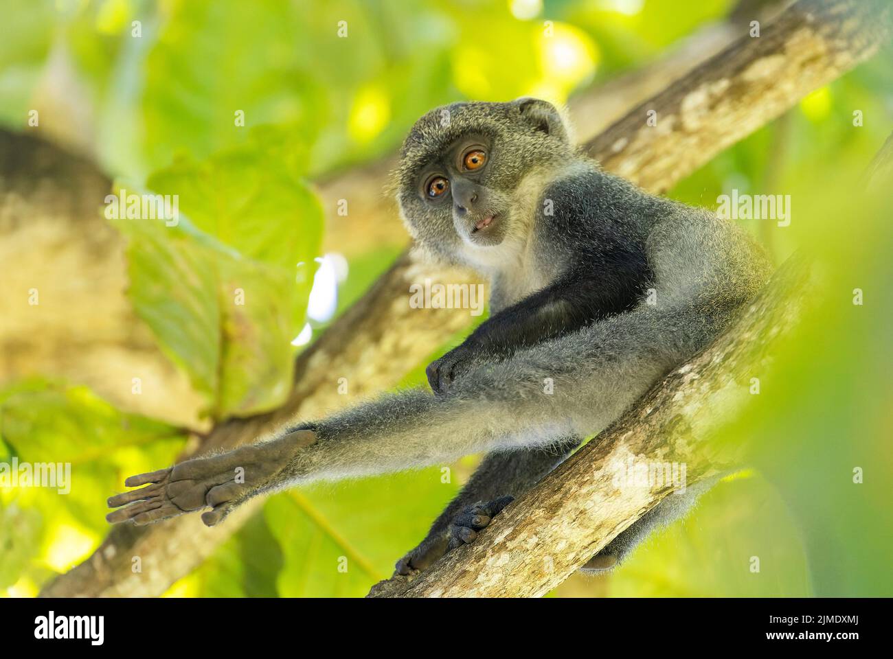 Scimmia dalla gola bianca (cercopithecus albogularis) in un albero, Kenya, Africa Foto Stock