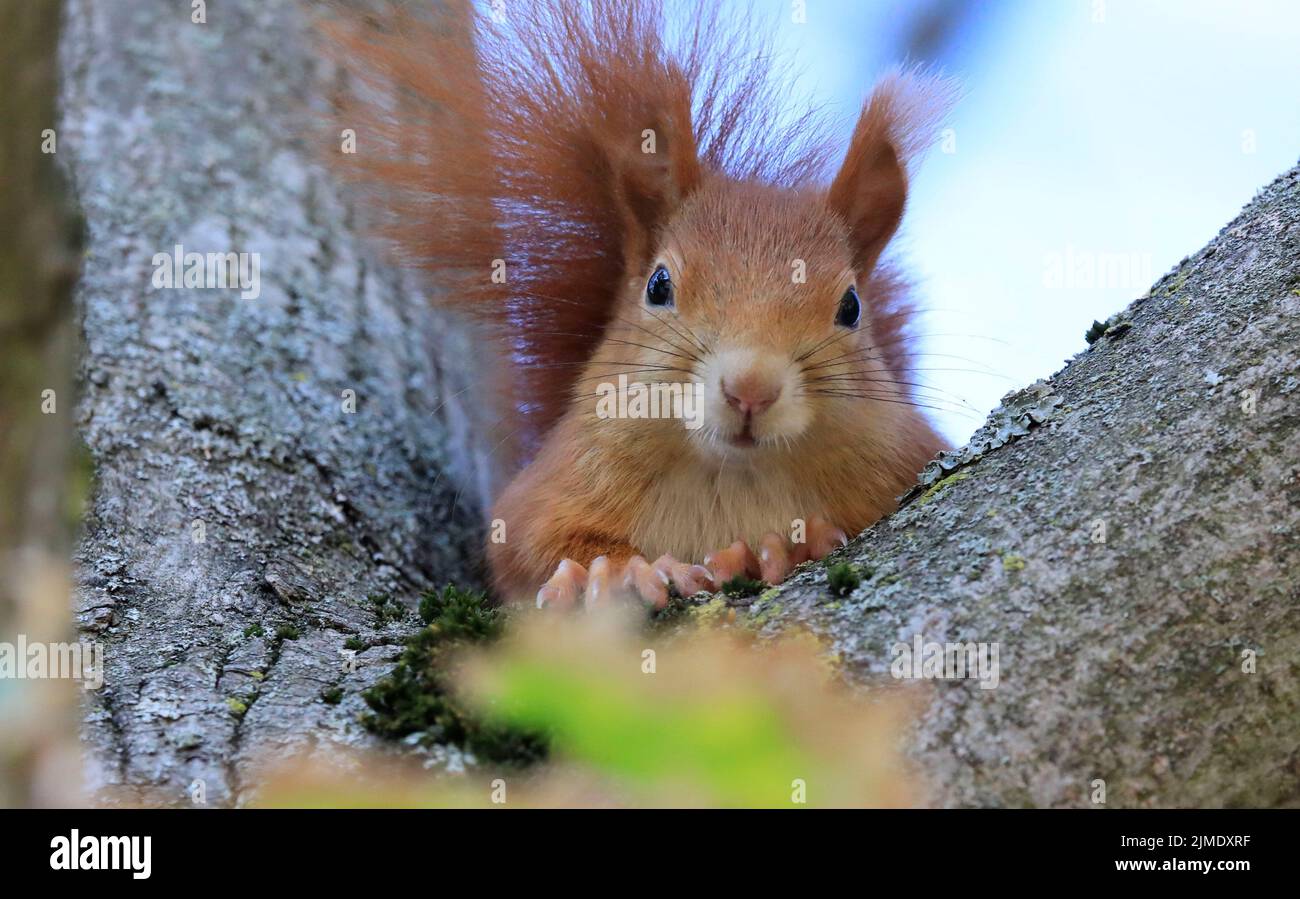 Uno scoiattolo rosso su un albero Foto Stock Uno scoiattolo rosso su un albero Foto Stock