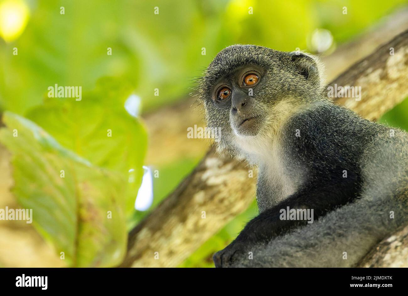 Scimmia dalla gola bianca (cercopithecus albogularis) in un albero, Kenya, Africa Foto Stock