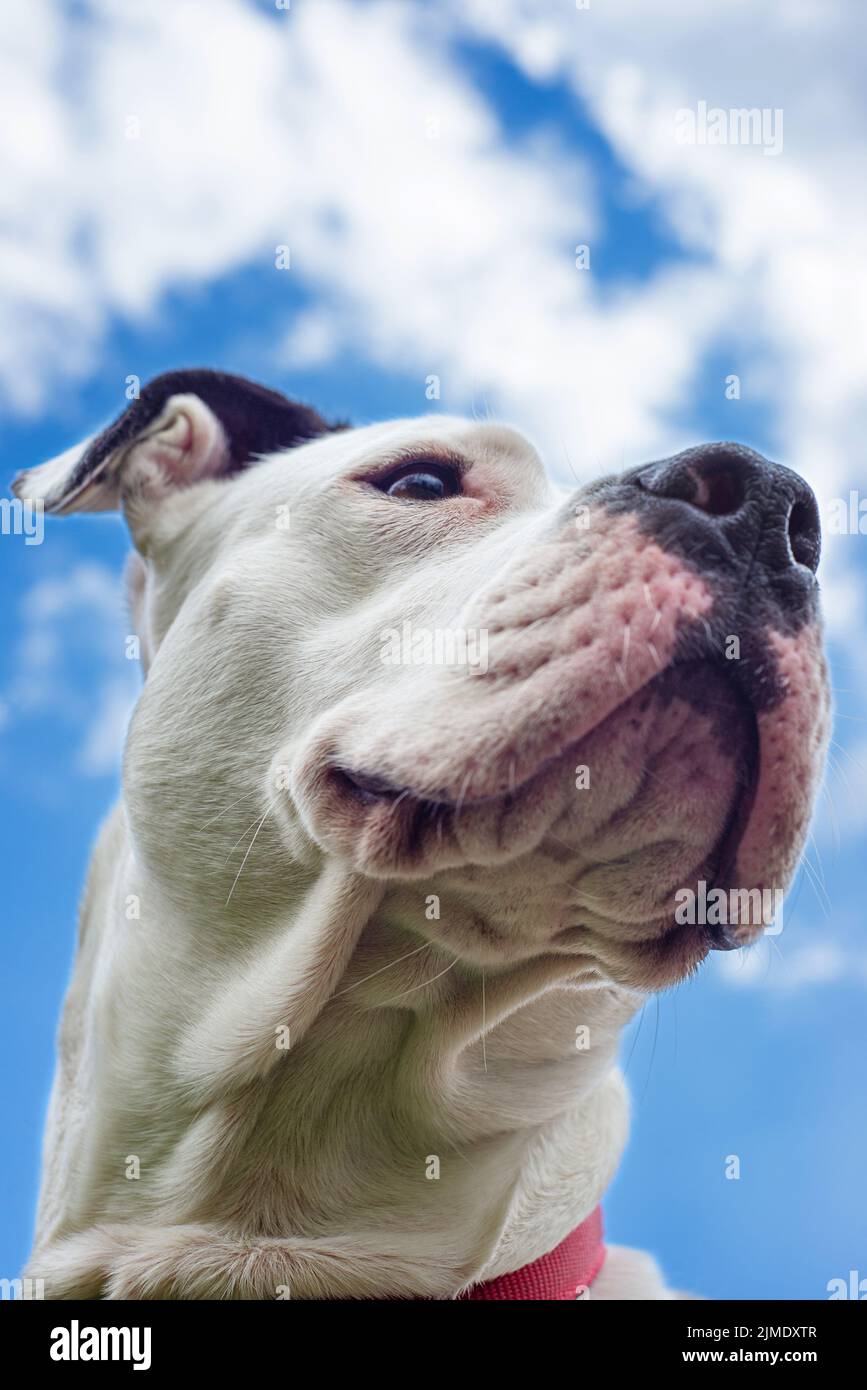 Guardia feroce animale Pitbull bianco cardo Terrier Foto Stock