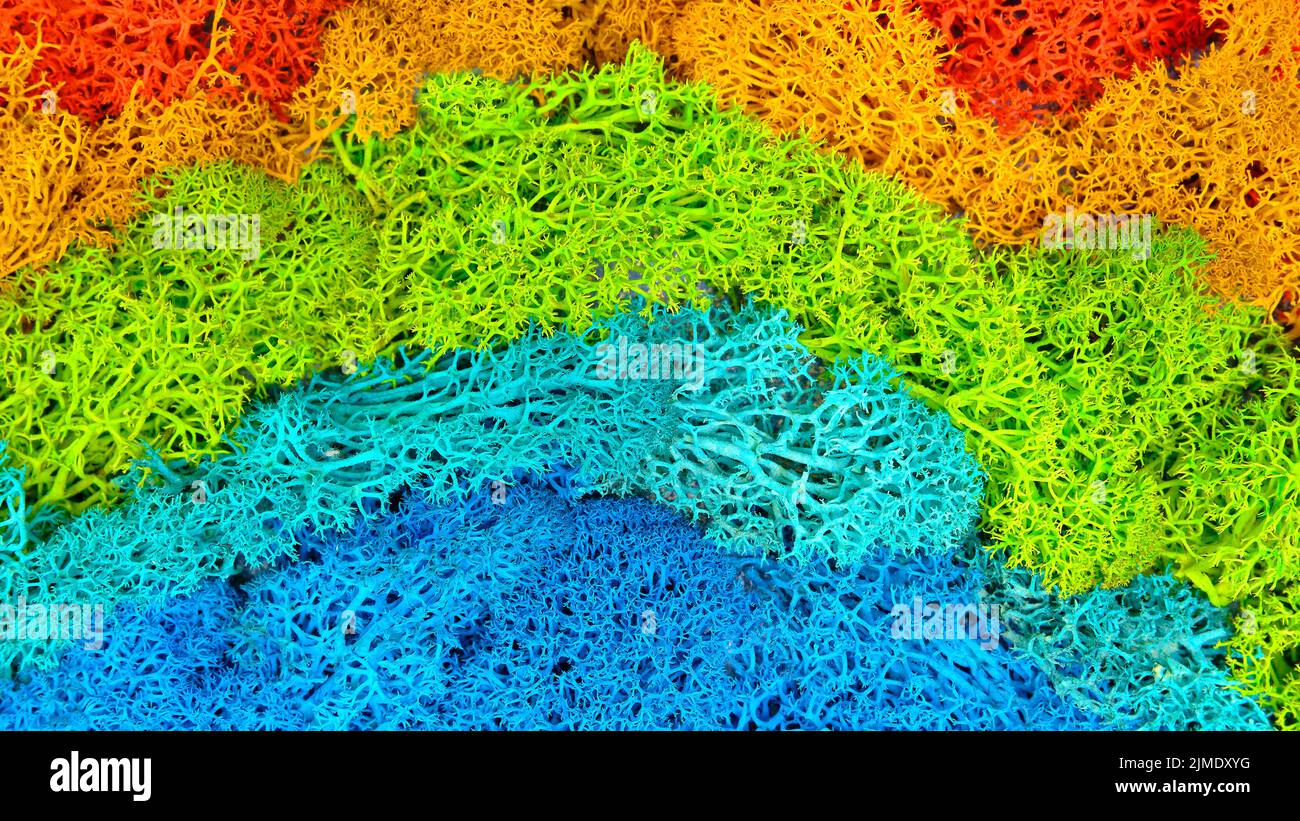 Muschio colorato stabilizzato. Colori rosso, giallo, verde, blu Foto Stock
