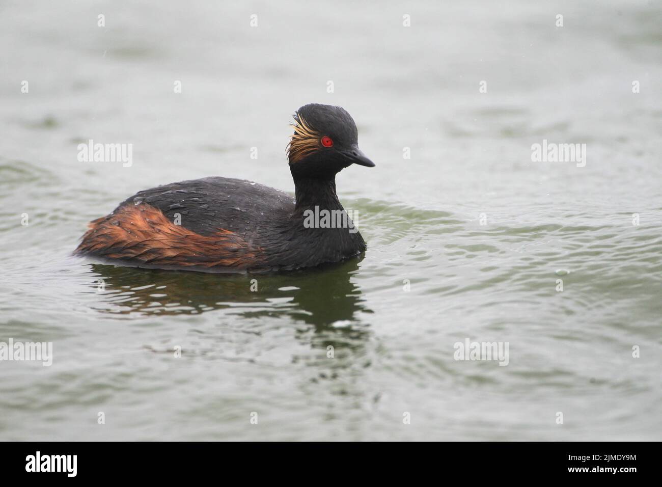 Un grebe dal collo nero in un lago, in Germania, in Europa Foto Stock