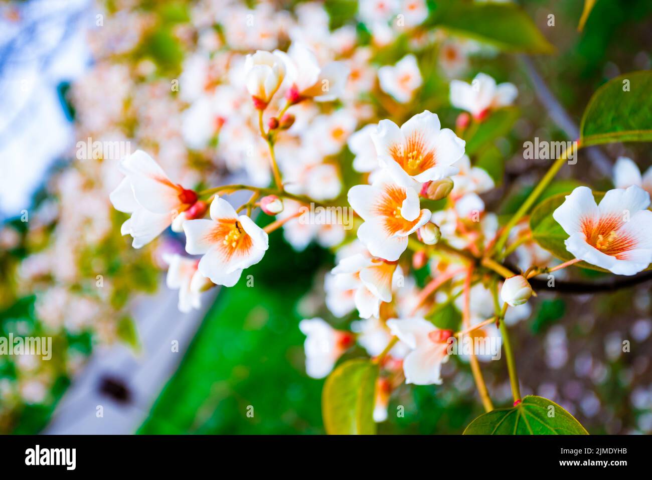 Fiori bianchi aleuriti albero euphorbiaceae in primavera Foto Stock