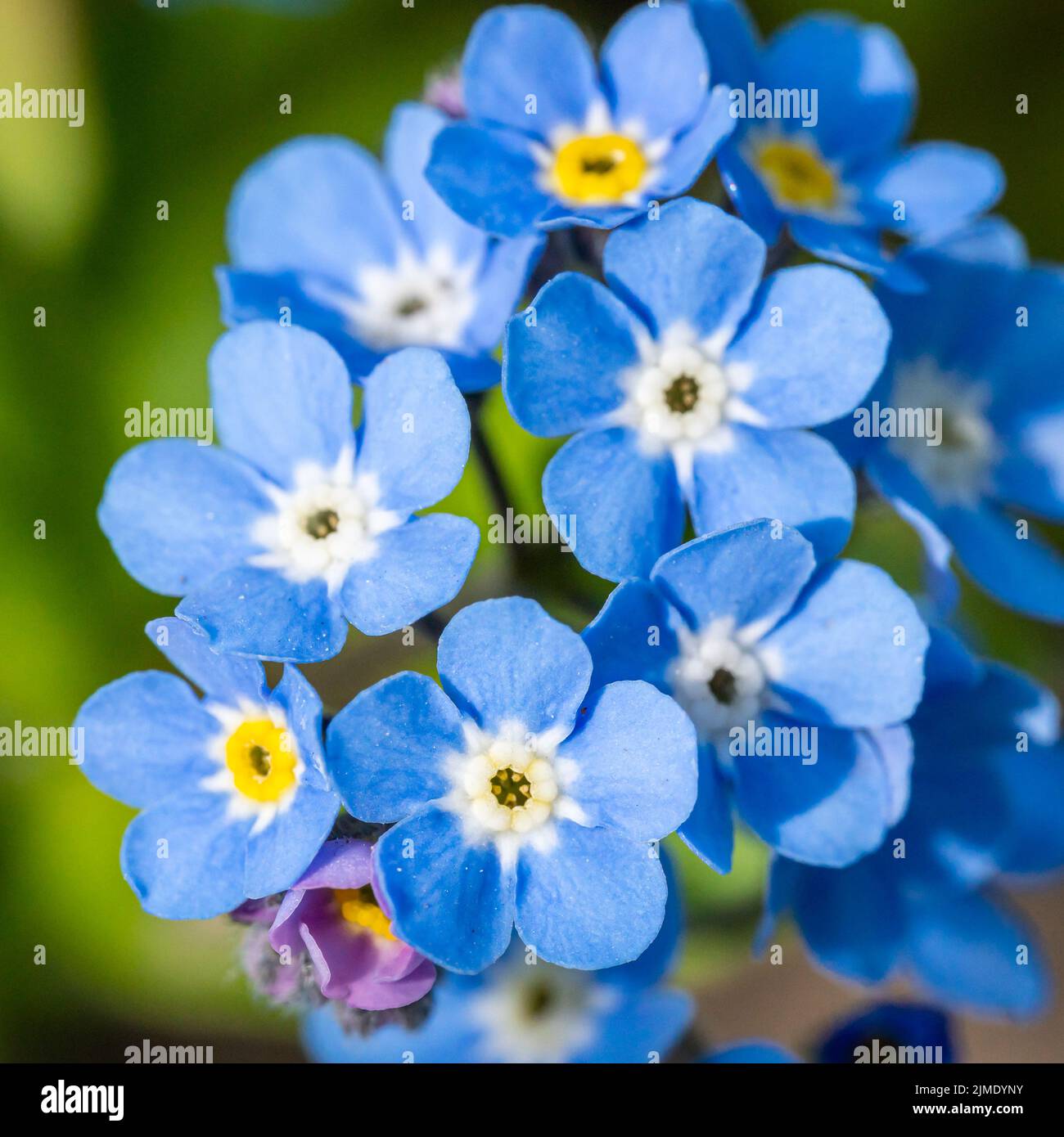 Myosotis alpestris o Alpine non dimenticate di me fiori Foto Stock