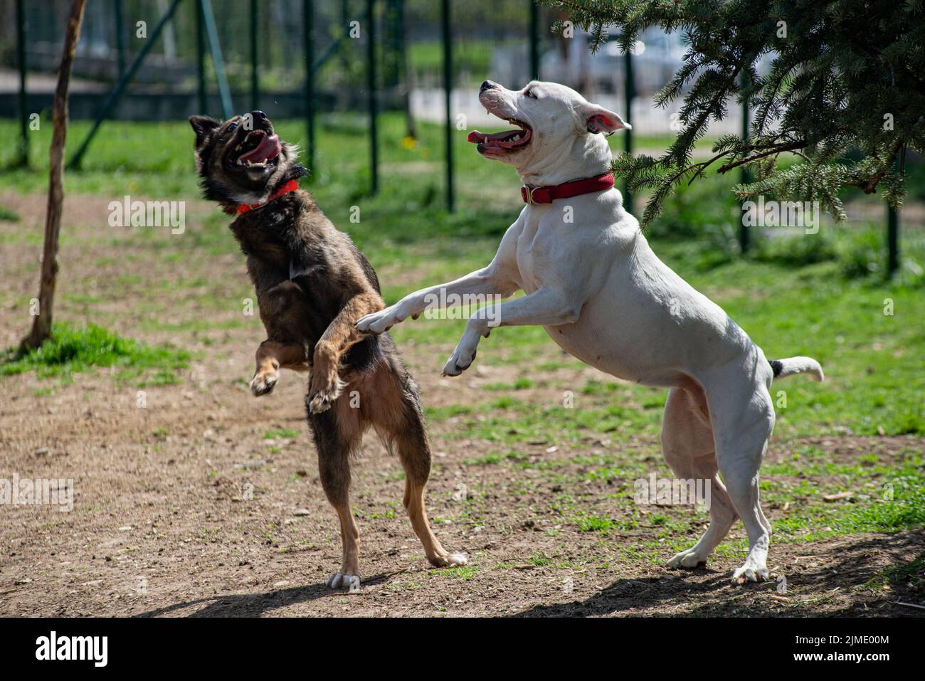 Due cani che giocano le bocche saltellanti le lingue aperte all'aperto Foto Stock