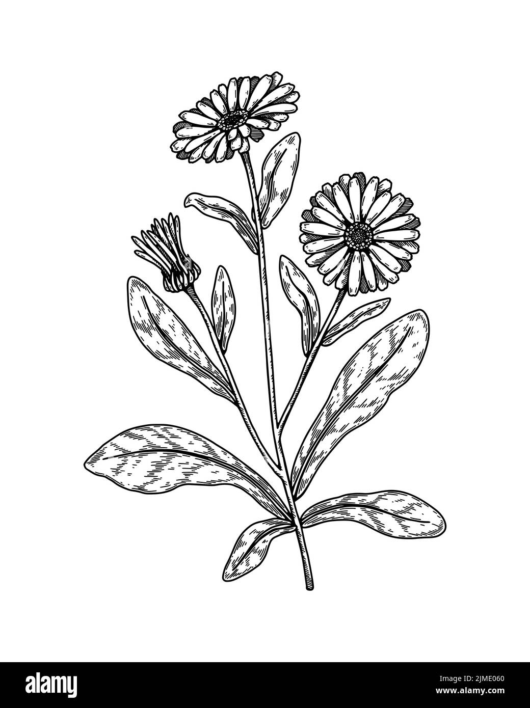 Fiore di calendula disegnato a mano. Elemento di progettazione botanica dettagliato realistico. Illustrazione vettoriale nello schema di schizzo Illustrazione Vettoriale