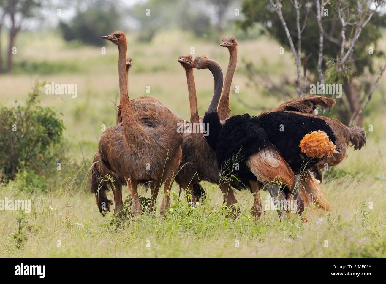 Struzzo nel Parco Nazionale di Tsavo Est, Kenya, Africa Foto Stock