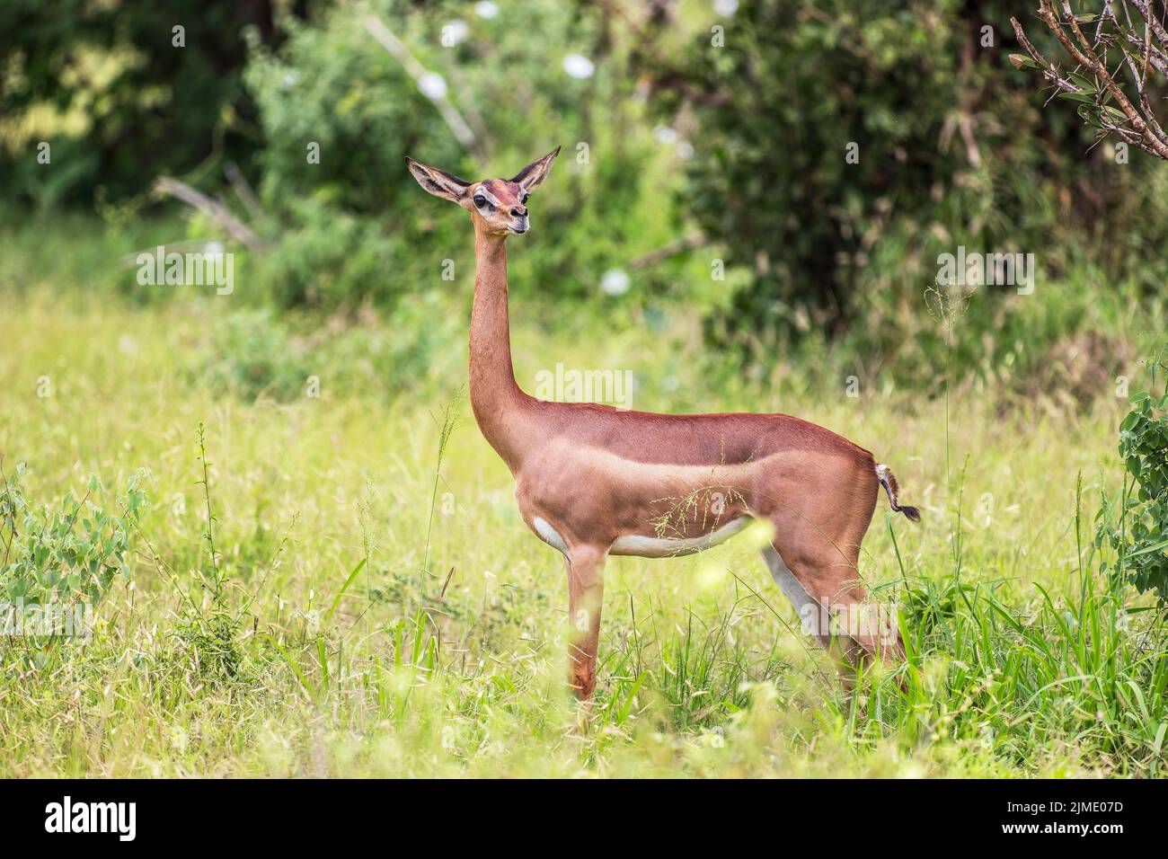 Gerenuk, Giraffengazelle nel Parco Nazionale di Tsavo Ovest, Kenya, Africa Foto Stock